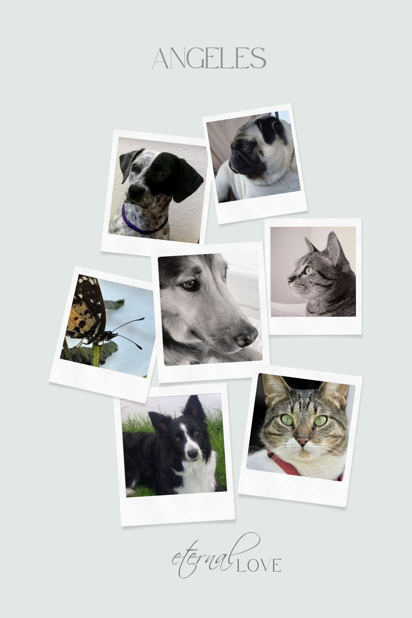 Un collage con los amados compañeros animales de Andrea que ya partieron — sus ángeles — honrando su presencia y guía eterna en su camino espiritual — enmarcado por las palabras “Eternal Love.”