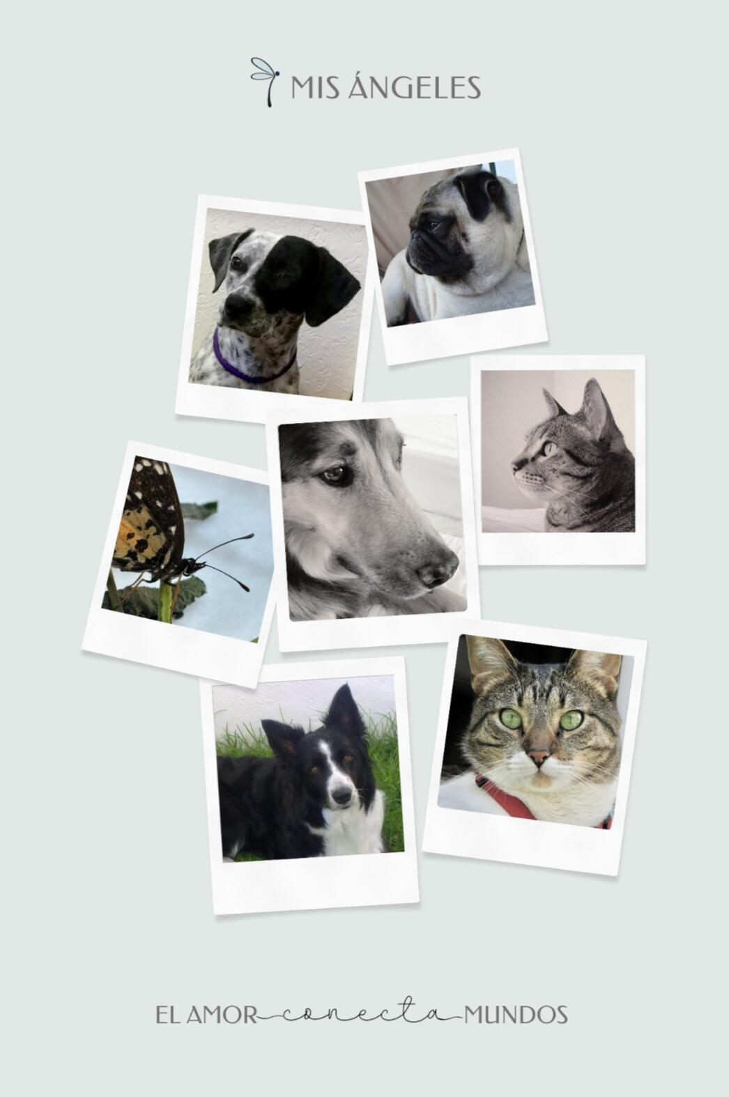 Un collage con los amados compañeros animales de Andrea que ya partieron — sus ángeles — honrando su presencia y guía eterna en su camino espiritual — enmarcado por las palabras “Eternal Love.”