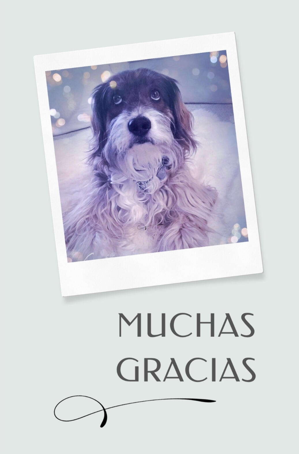 Noel, con el texto “Muchas gracias".